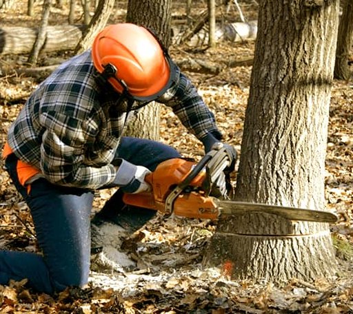 Tree Removal in Elysian, MN